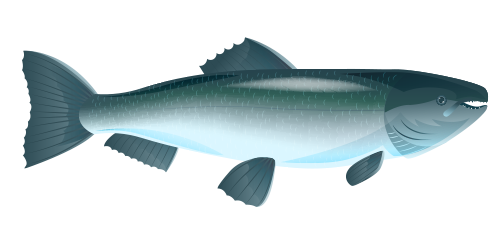 adult salmon