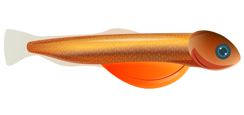 salmon alevin