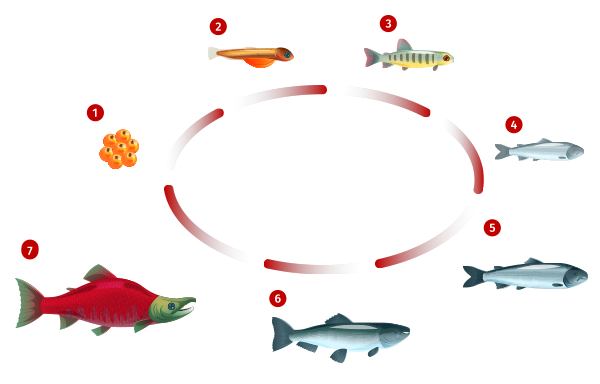 salmon life cycle