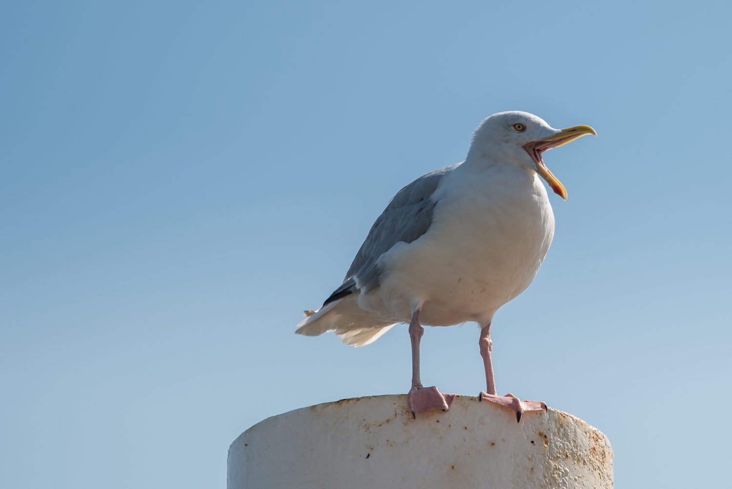 hayom | Seagull - Aupe-Toq Fisheries